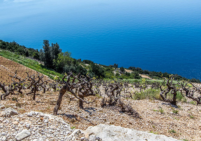 Pelješac vineyard