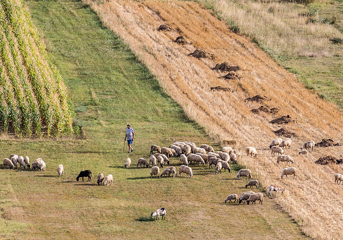 sheep, field North Dalmatia